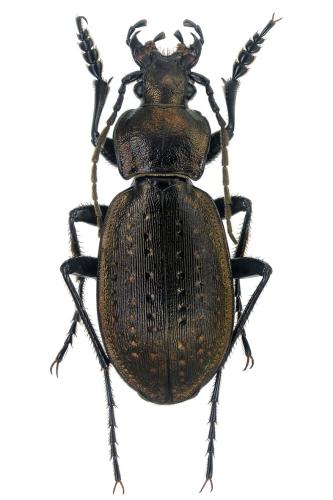 Réf. 353 768 : Carabus pedemontanus